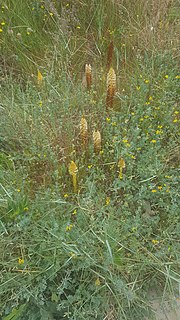 Thumbnail for Orobanche densiflora