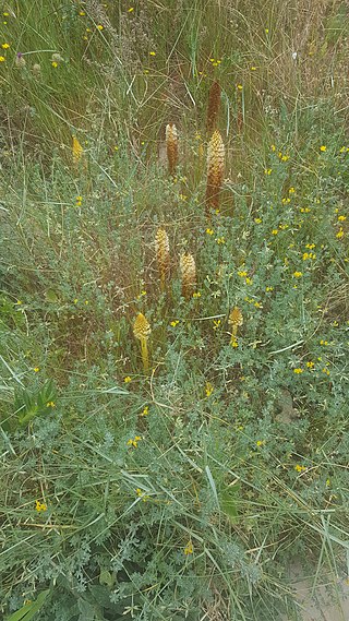 <i>Orobanche densiflora</i> Species of plant