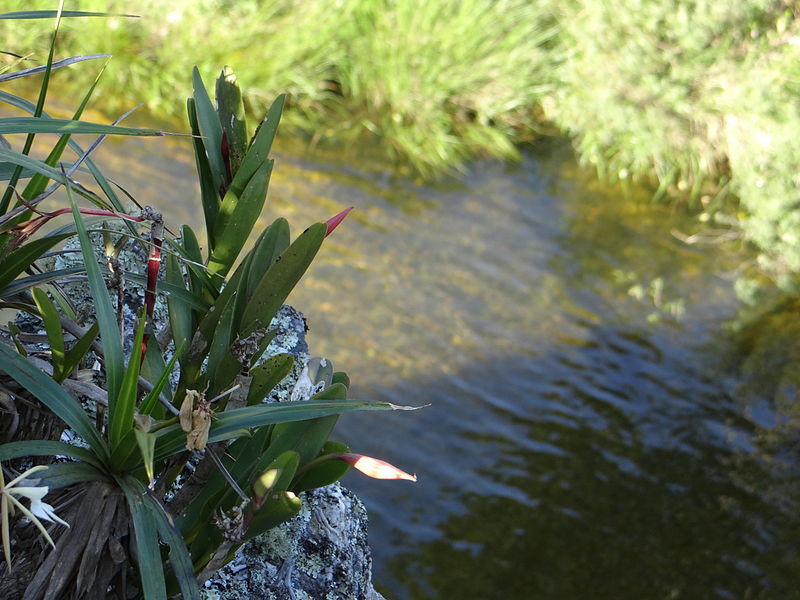 File:Orquidea no paredão de pedras.JPG