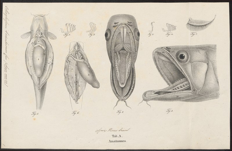 File:Osteoglossum bicirrhosum - anatomie - 1829 - Print - Iconographia Zoologica - Special Collections University of Amsterdam - UBA01 IZ15000198.tif