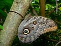 Owl butterfly (Caligo memnon)