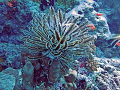 Comaster schlegelii