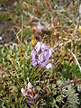 Oxytropis helvetica