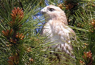 Red-tailed hawk, Prospect Park