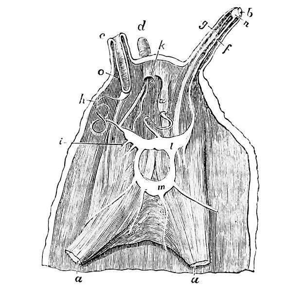 File:PSM V10 D044 Head and nervous system of the common snail.jpg