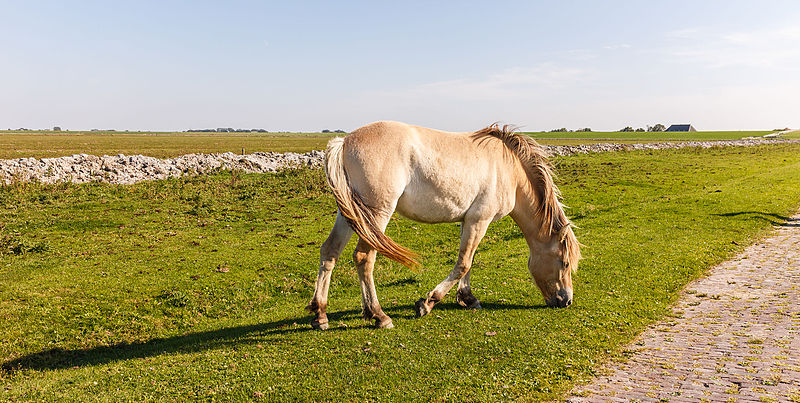 File:Paarden zorgen voor begrazing. Locatie, Noarderleech Provincie Friesland 02.jpg