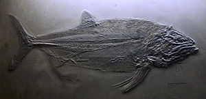 Pachycormus bollensis