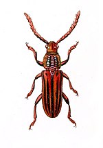 Pachylocerus corallinus