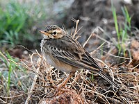 Paddyfield Pipit Canal Chennai Jan22 D72 22606.jpg