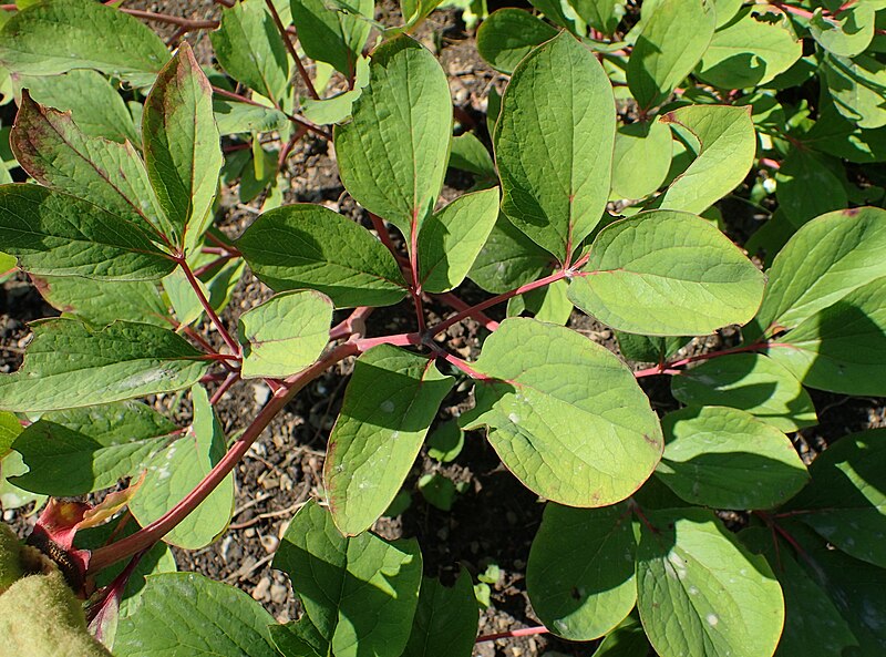 File:Paeonia lagodechiana kz2.jpg