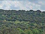 Paisaje de El Pardo (Madrid).