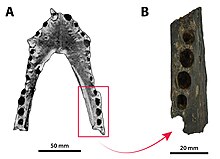 The lectotype of Pallimnarchus, B shows the only parts still known. Pallimnarchus lectotype.jpg