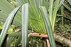 Pandanus utilis 7zz.jpg