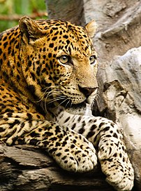 Un léopard (Panthera pardus) du Bali Safari Park, à Bali, en Indonésie. Le léopard est le plus petit des quatre grands félins du genre Panthera après le tigre, le lion et le jaguar. (définition réelle 1 857 × 2 500)