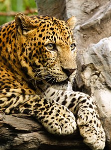 Bir pars (Panthera pardus). "Leopar" olarak da bilinen parslar, Panthera cinsindeki dört "büyük kedi"den en küçüğüdür. Parslar, Afrika ve Asya'da yaşarlar. (Fotoğraf, Bali Safari Parkı, Endonezya'da çekilmiştir.)(Üreten:tropicaLiving)
