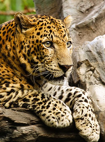 Леопард (Panthera pardus) в сафари-парке в Бали (Индонезия)