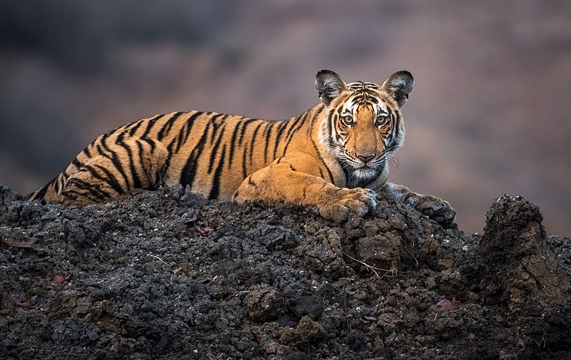 File:Panthera tigris, 2017 (cropped).jpg