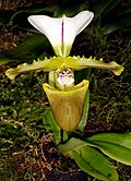 Paphiopedilum spicerianum Orchi 1045.jpg