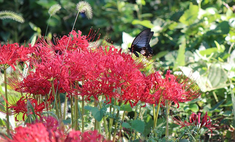 File:Papilio memnon frmale on Lycoris radiata s3.JPG