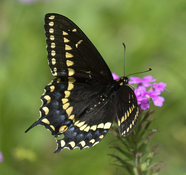 File:Papilio polyxenes asterius P1020614a.jpg