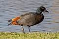 * Nomination Paradise shelduck (male), Lake Victoria, Christchurch --Podzemnik 00:21, 26 June 2019 (UTC) * Promotion Good quality. --Seven Pandas 01:04, 26 June 2019 (UTC)