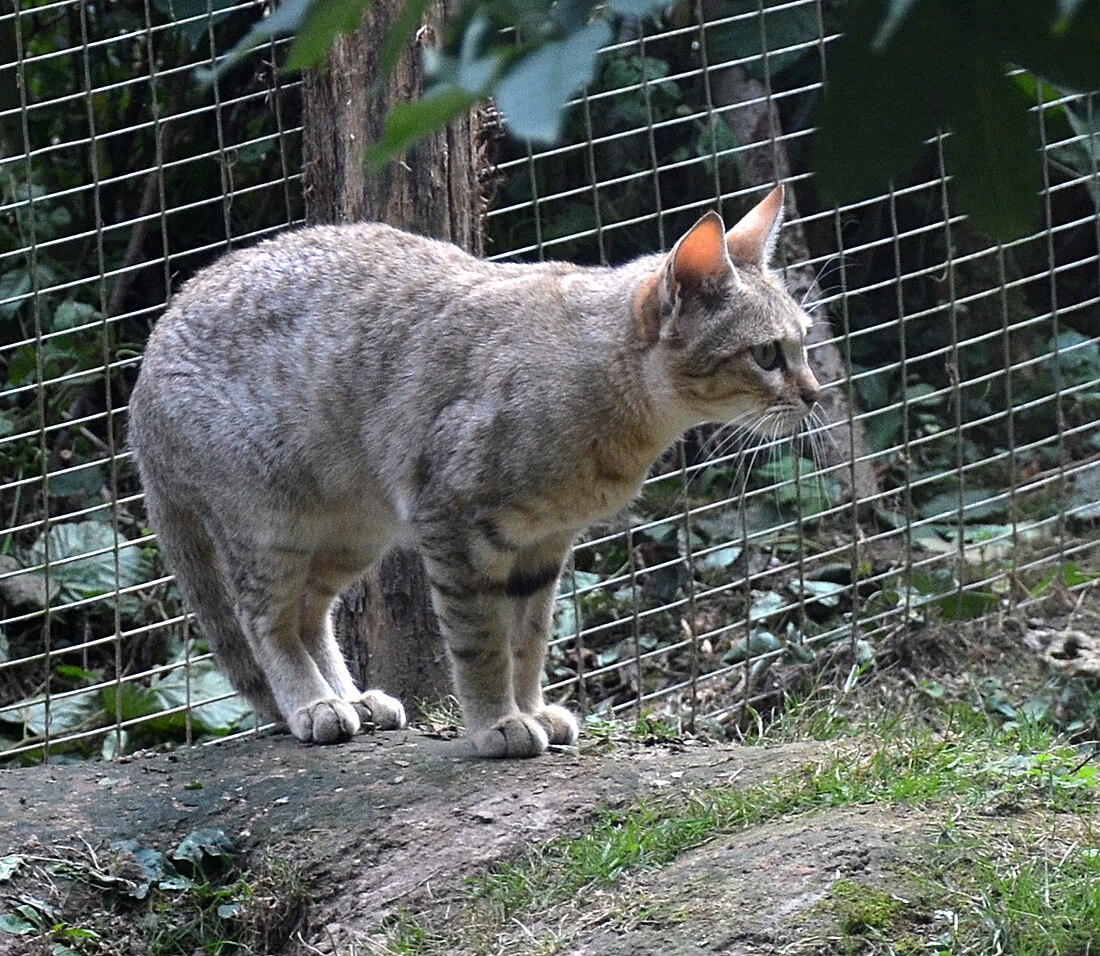 Afrikansk vildkat