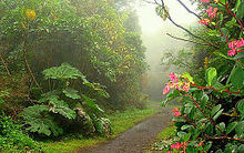 El volcán Barva forma parte del parque nacional Braulio Carrillo. Se caracteriza por su bosque nuboso.