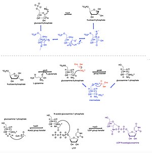 I-Hyaluronic Acid