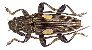 <i>Pascoea</i> Genus of beetles