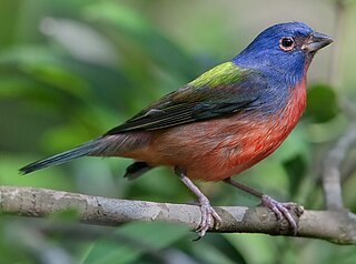 <span class="mw-page-title-main">Painted bunting</span> Species of bird native to North America