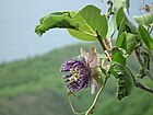 Passiflora laurifolia martinique.jpg