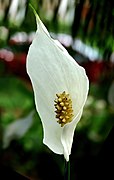 Spathiphyllum cochlearispathum (Peace Lilly) Blossom