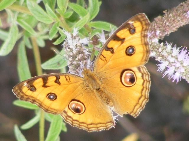 File:Peacock Pansy (1587038499).jpg