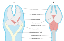 Generalized pedicellaria of an (a) asteroid and (b) echinoid Pedicellaria Asteroid-and-Echinoid.png