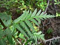 Pedicularis bracteosa