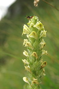 Pedicularis elongata ssp. julica PID1661-1.jpg