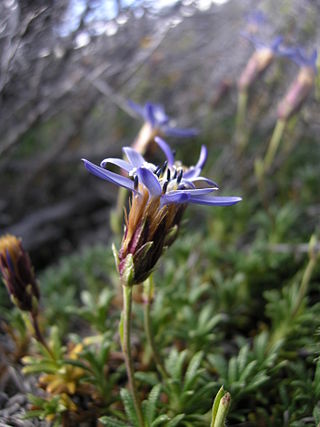 <i>Perezia</i> (plant) Genus of flowering plants