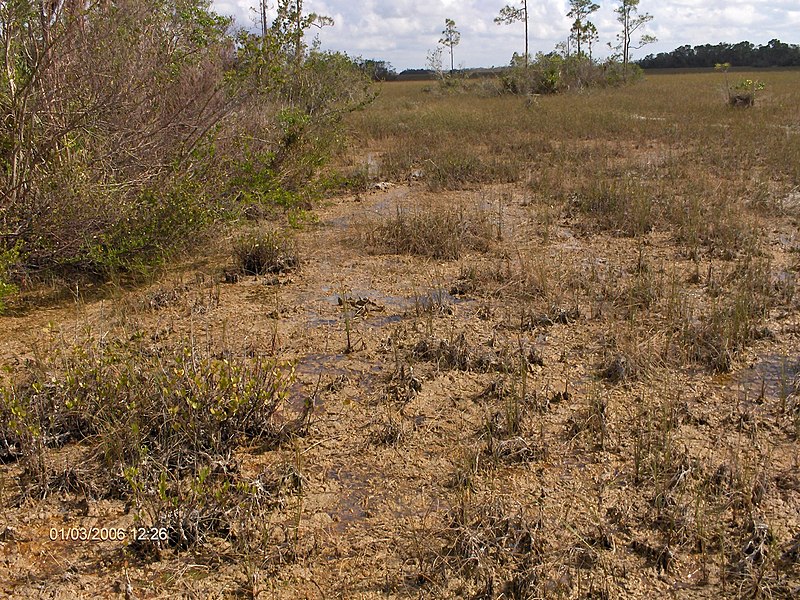 File:Periphyton at Mahogany Hammock^ - panoramio.jpg