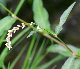 <i>Persicaria mitis</i> Species of plant