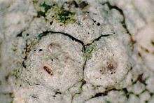 Pertusaria paratuberculifera (2 verrucae) Pertusaria paratuberculifera (EU).jpg