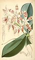 Phalaenopsis sumatrana plate 5527 in: Curtis's Bot. Magazine (Orchidaceae), vol. 91, (1865)