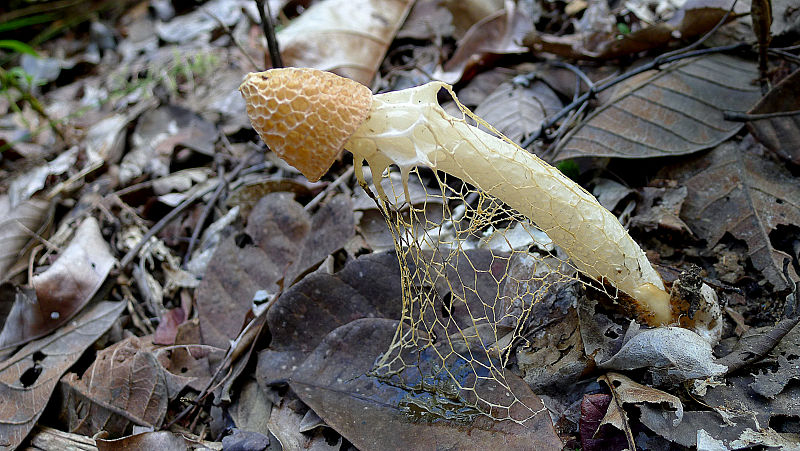 File:Phallus indusiatus Vent. (1798) (14106208758).jpg