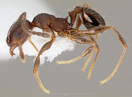 Pheidole sciophila