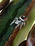 Miniatura para Phidippus californicus