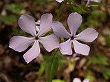 Phlox divaricata flower close up