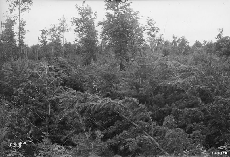 File:Photograph of Storm Damage - NARA - 2128677.jpg