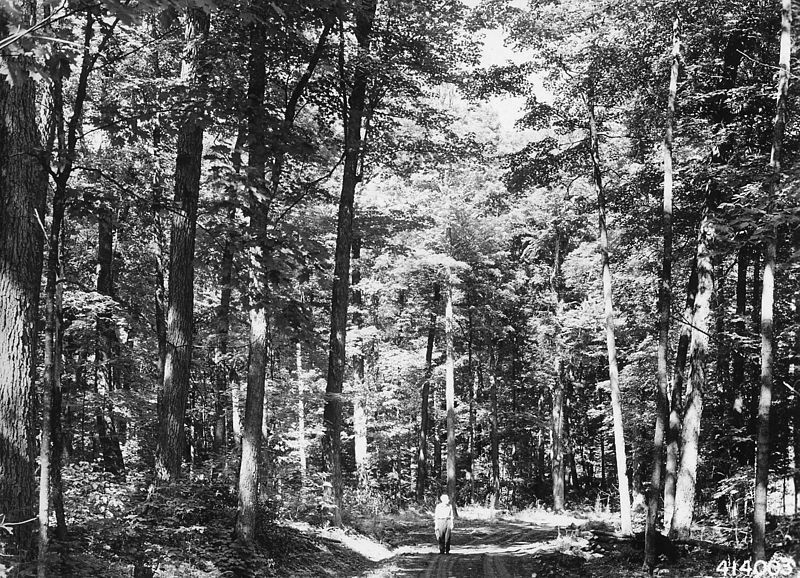 File:Photograph of Virgin Timber Stand in Porcupine Mountain Area - NARA - 2129173.jpg