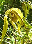 Phragmipedium caudatum (1).jpg