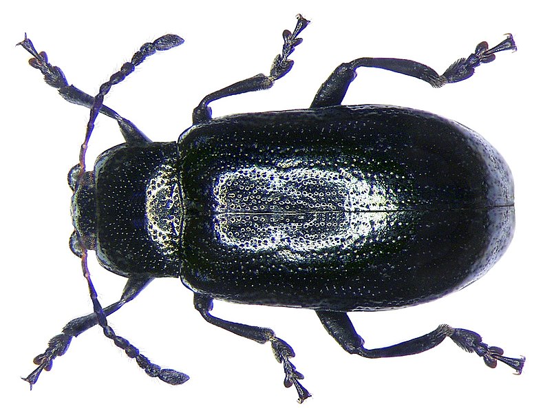 Archivo:Phratora vulgatissima (Linné, 1758) (4155921536).jpg