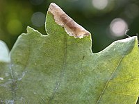 Larval mine Phyllonorycter harrisella damage.jpg